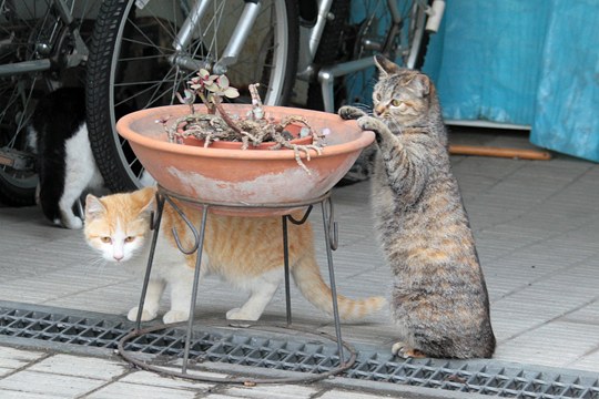 街のねこたち