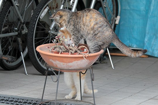 街のねこたち