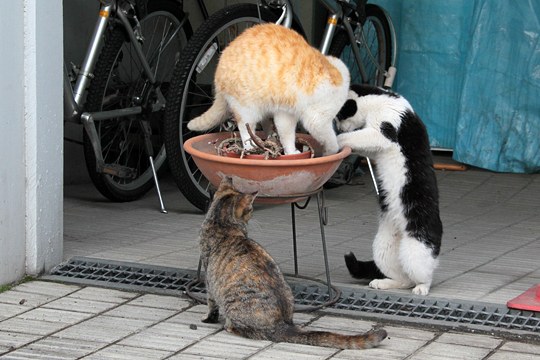 街のねこたち
