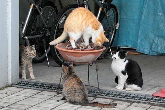 街のねこたち