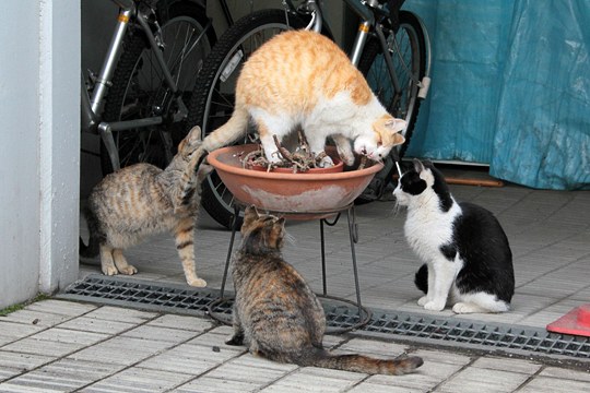街のねこたち