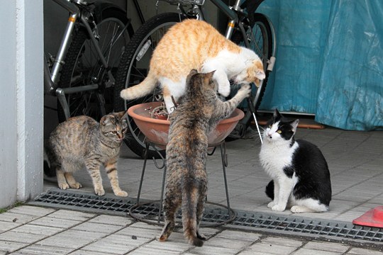街のねこたち