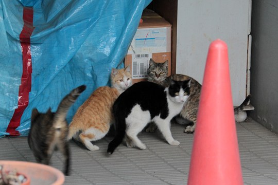 街のねこたち