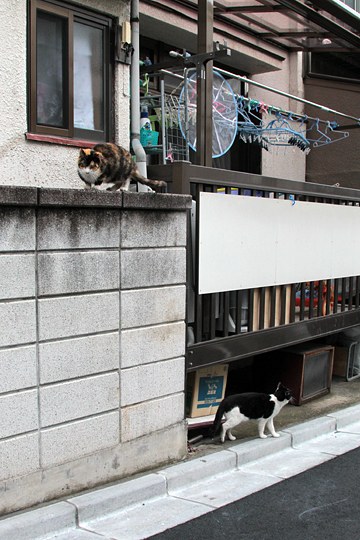 街のねこたち