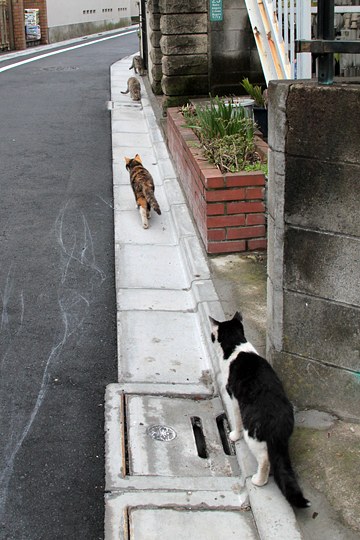 街のねこたち