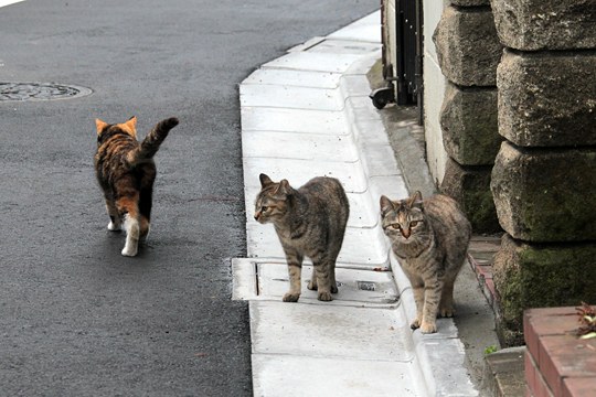 街のねこたち