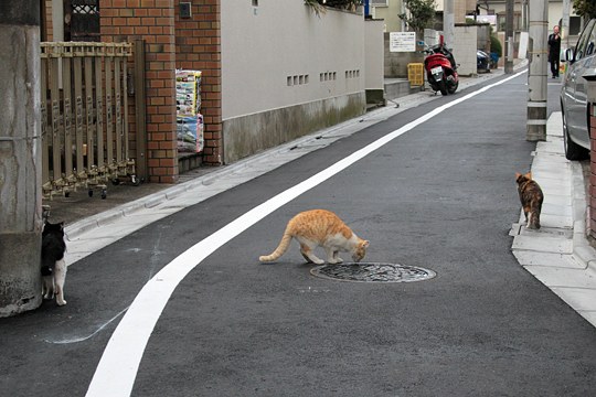 街のねこたち