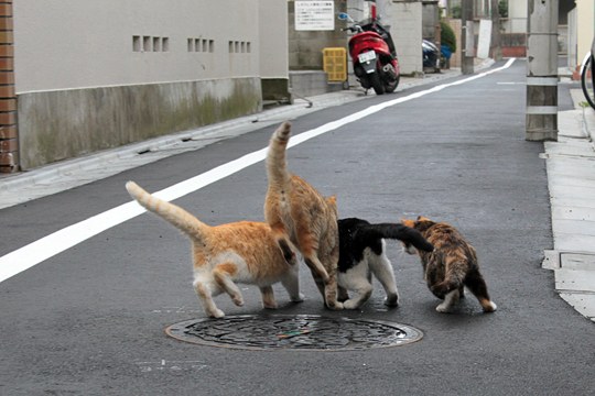 街のねこたち