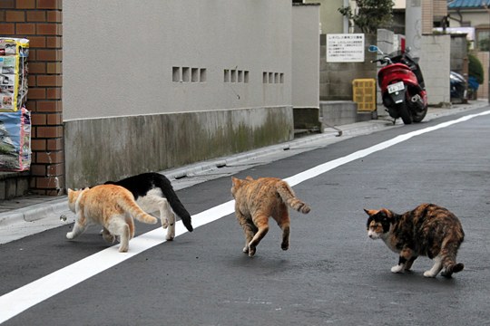 街のねこたち