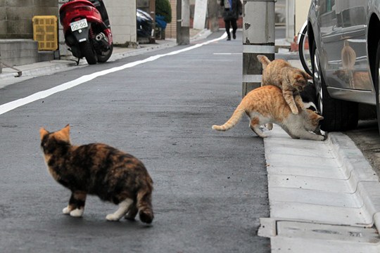 街のねこたち