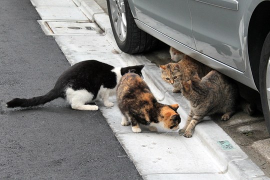 街のねこたち