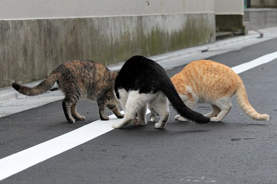 街のねこたち