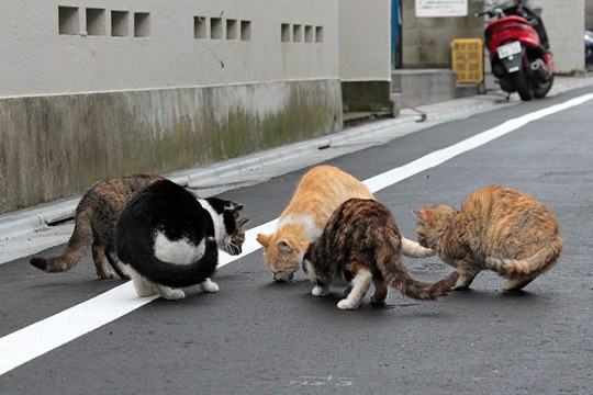 街のねこたち