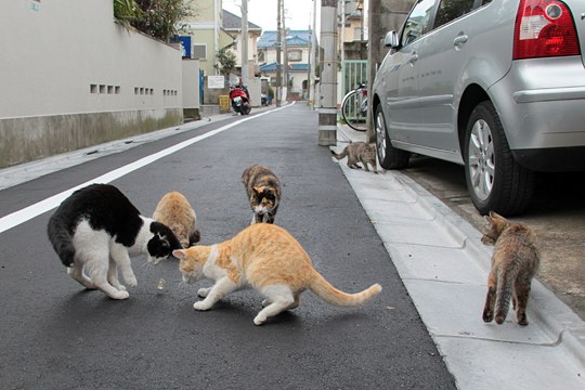 街のねこたち