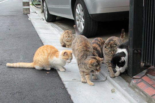 街のねこたち