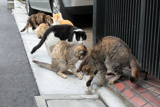 街のねこたち
