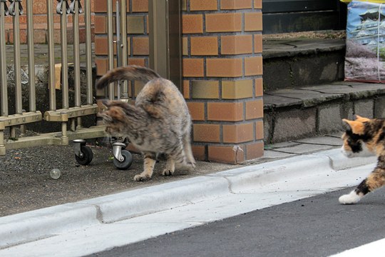 街のねこたち