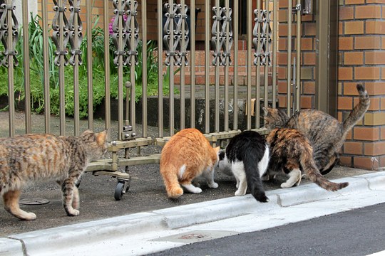 街のねこたち