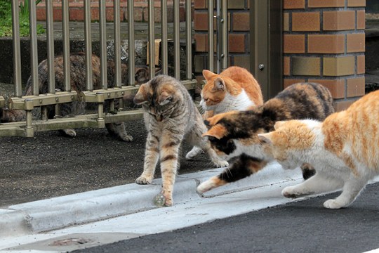 街のねこたち