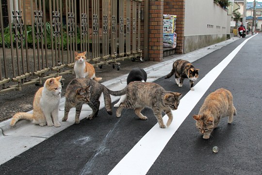 街のねこたち