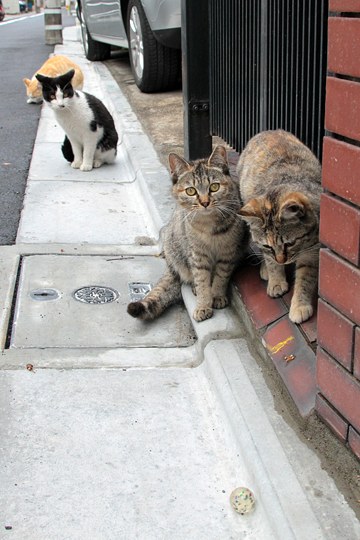 街のねこたち