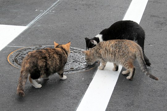 街のねこたち