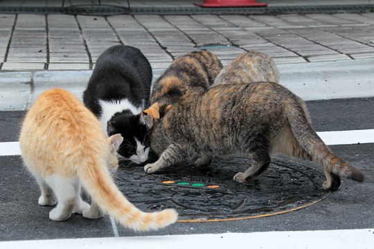 街のねこたち