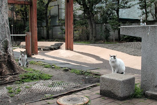 街のねこたち