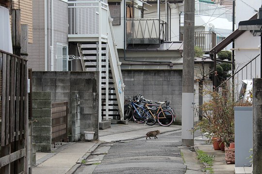 街のねこたち