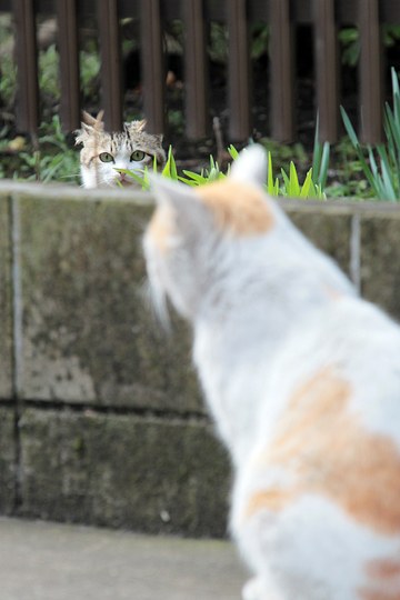 街のねこたち