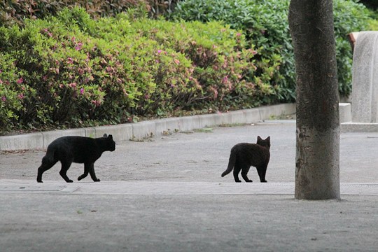 街のねこたち