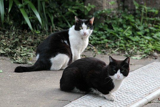 街のねこたち