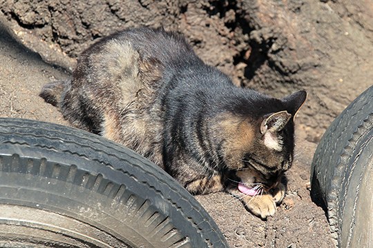街のねこたち