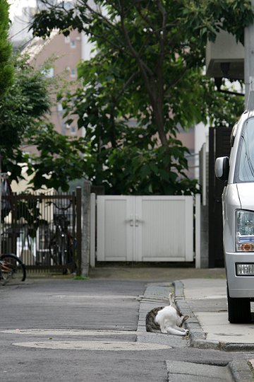 街のねこたち