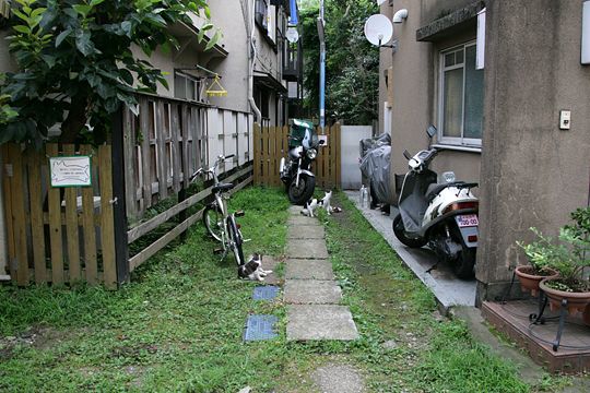 街のねこたち