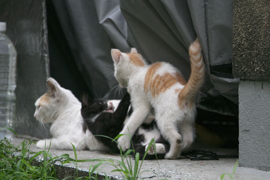 街のねこたち