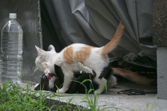 街のねこたち