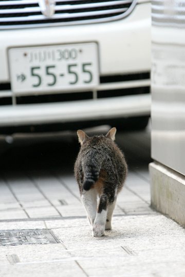 街のねこたち