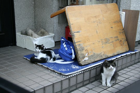 街のねこたち