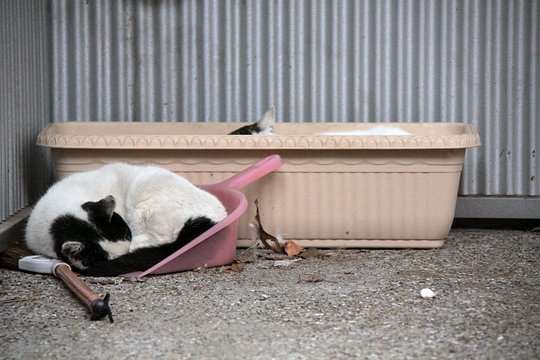 街のねこたち