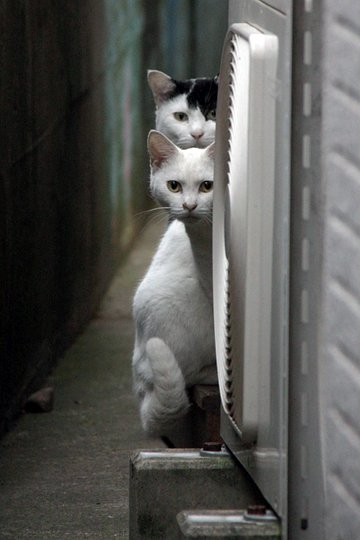街のねこたち