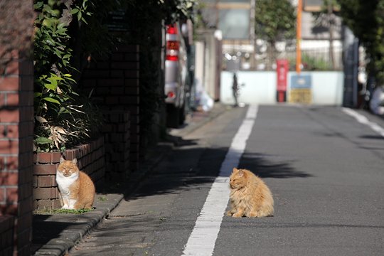 街のねこたち