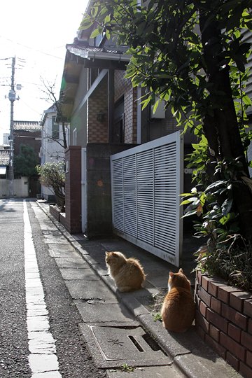 街のねこたち
