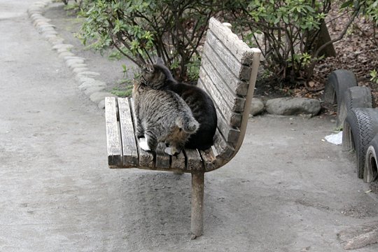 街のねこたち