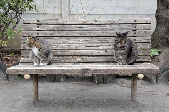 街のねこたち