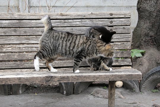 街のねこたち