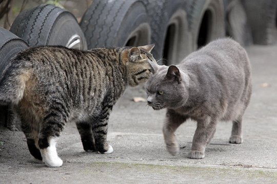 街のねこたち