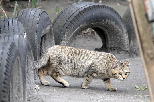 街のねこたち