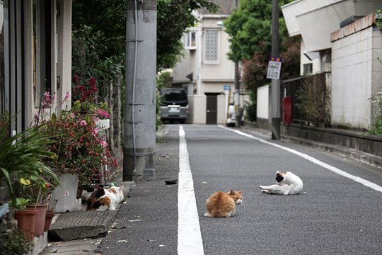 街のねこたち