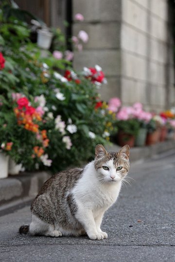 街のねこたち